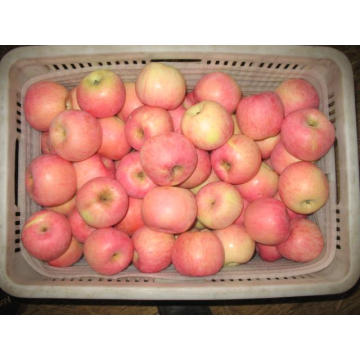 New Crop FUJI Apple